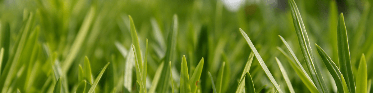 Close up of blades of grass